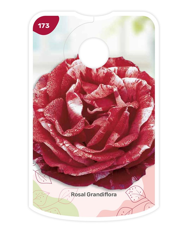 Etiquetas de Bicolor (granate - branco)