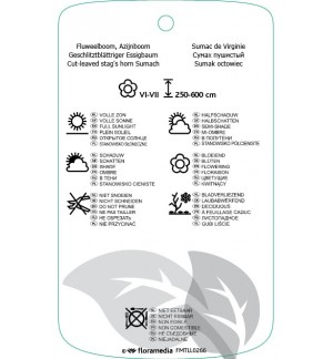 Etichette di Rhus typhina ‘Dissecta’ *