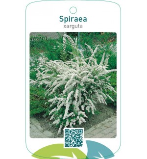 Spiraea xarguta