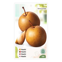 Nashi