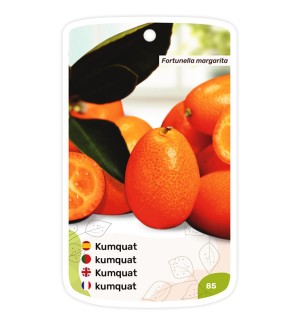 Kumquat