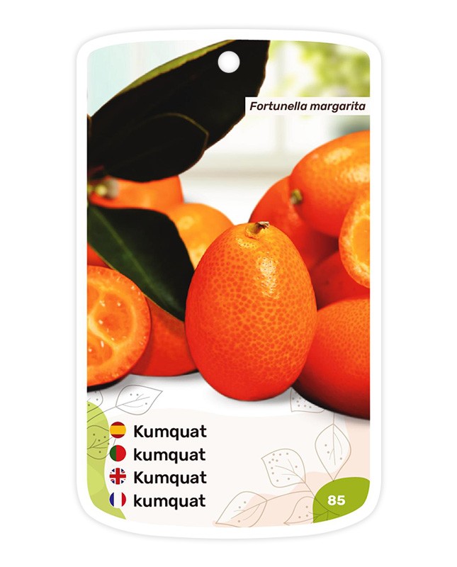 Kumquat