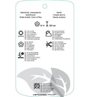 Etichette di Spiraea xarguta *