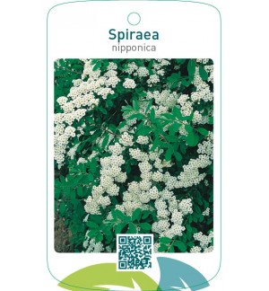 Spiraea nipponica