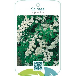 Spiraea nipponica