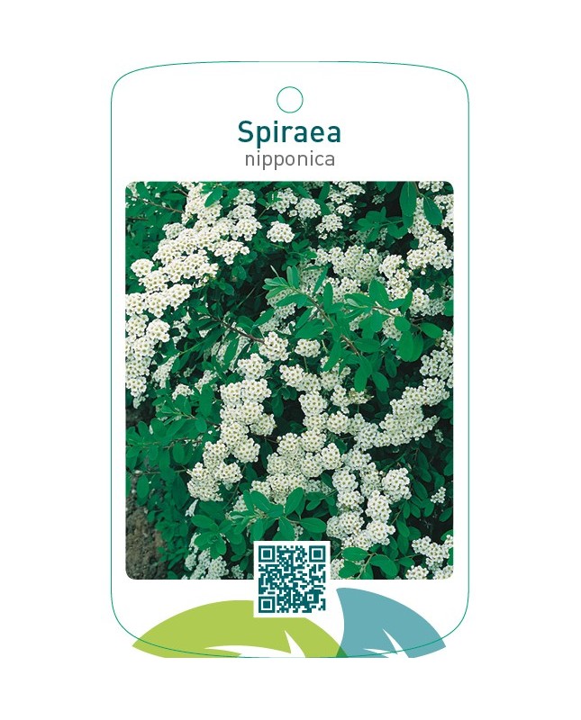 Spiraea nipponica