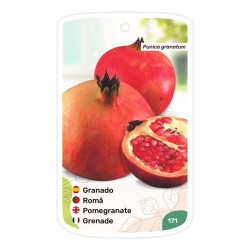 Etichette di Granado