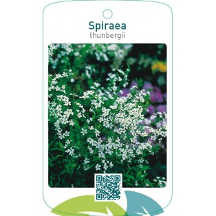 Spiraea thunbergii