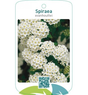 Spiraea xvanhouttei