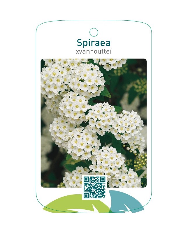 Spiraea xvanhouttei