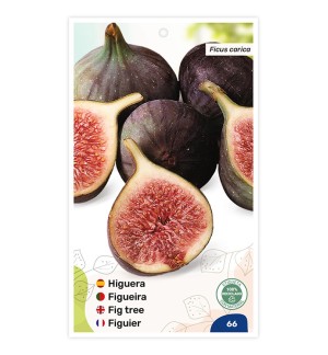 Higuera (negra)