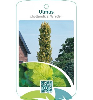 Ulmus xhollandica ‘Wredei’