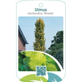 Ulmus xhollandica ‘Wredei’