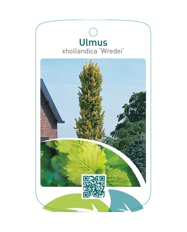 Ulmus xhollandica ‘Wredei’