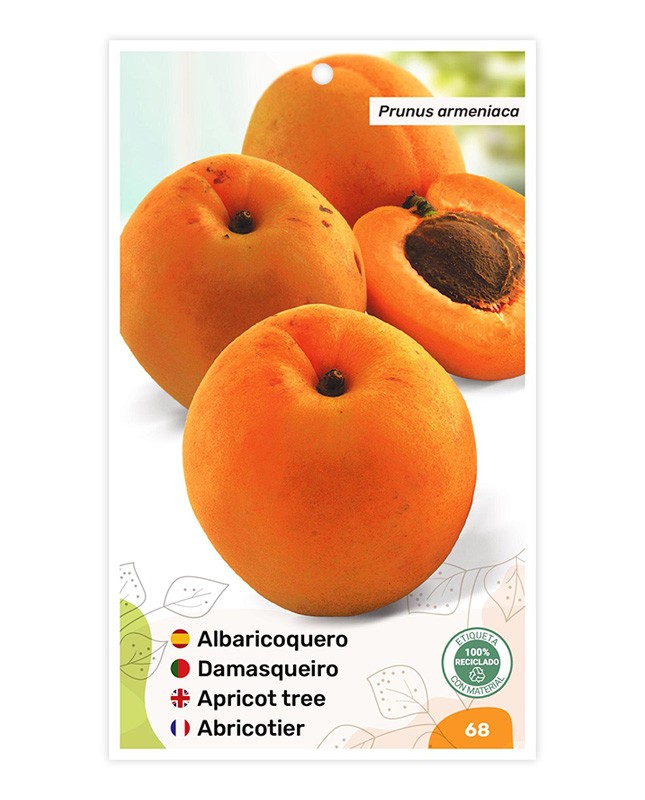 Albaricoquero Moniqui