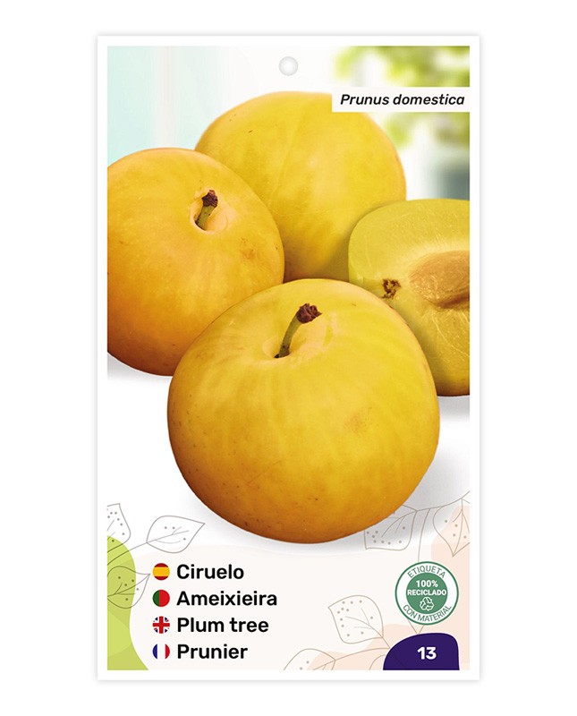 Ciruelo Golden Japan