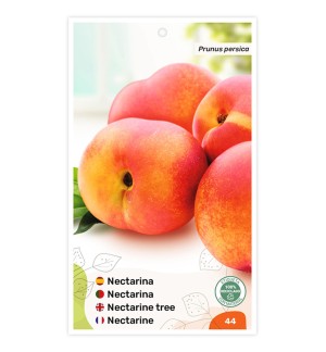 Nectarina (bicolor amarillo)