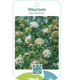 Viburnum xburkwoodii