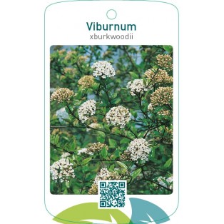 Viburnum xburkwoodii