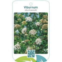 Viburnum xburkwoodii