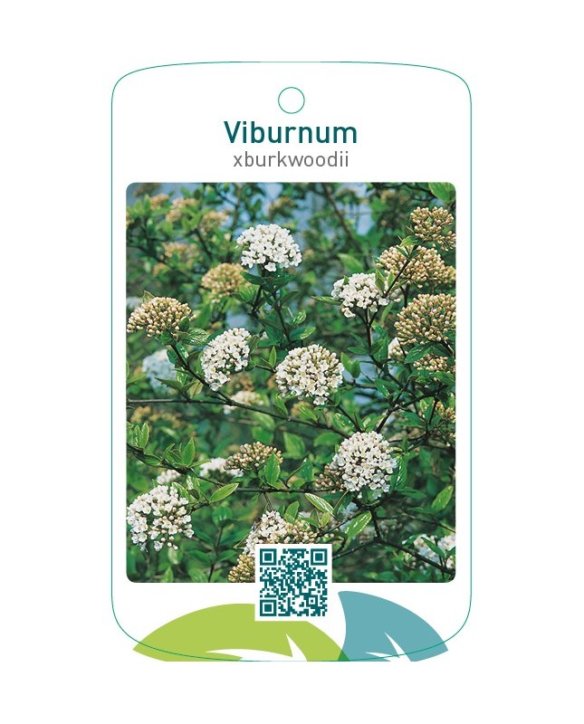 Viburnum xburkwoodii