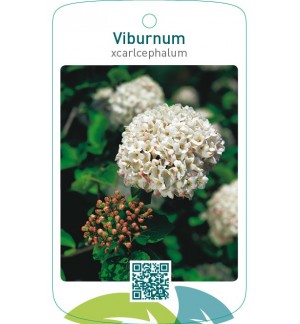 Viburnum xcarlcephalum