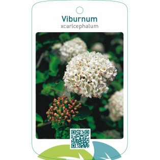 Viburnum xcarlcephalum