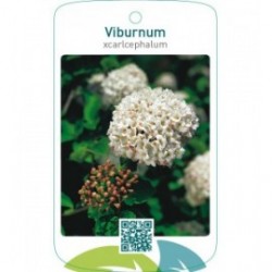 Viburnum xcarlcephalum