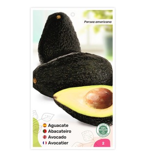 Aguacate