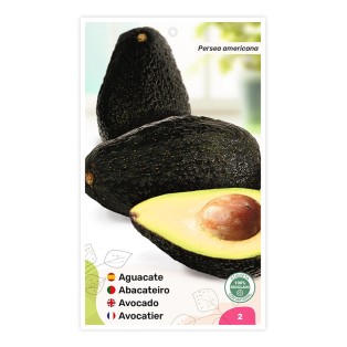 Aguacate