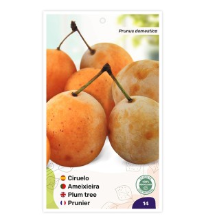 Ciruelo Reina Claudia