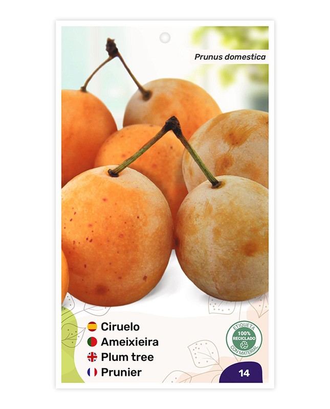 Ciruelo Reina Claudia