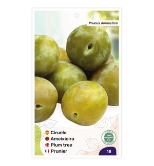 Ciruelo Reina Claudia Verde