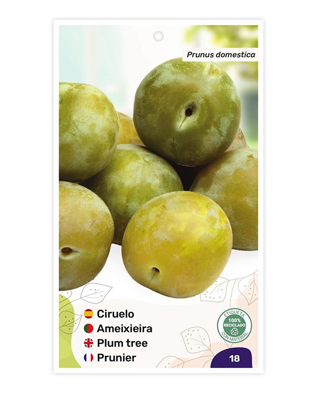 Ciruelo Reina Claudia Verde