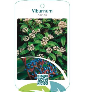 Viburnum davidii
