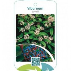 Viburnum davidii