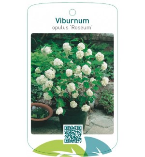 Viburnum opulus ‘Roseum’