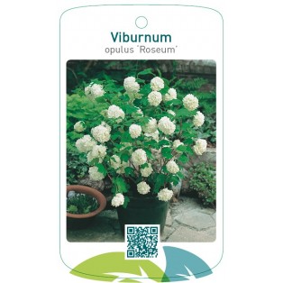 Viburnum opulus ‘Roseum’