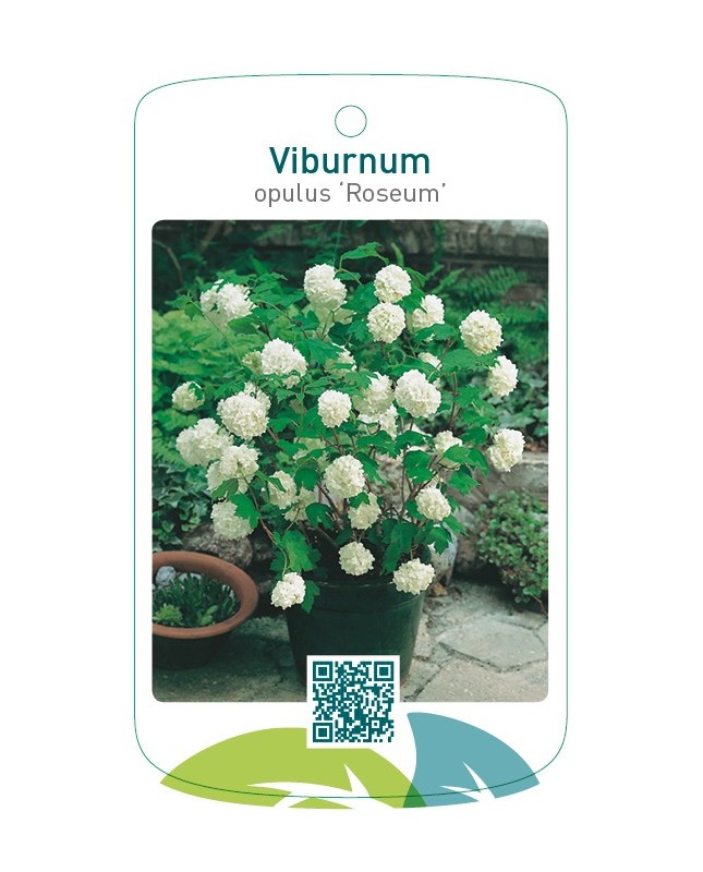 Viburnum opulus ‘Roseum’