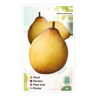 Peral (Rocha)