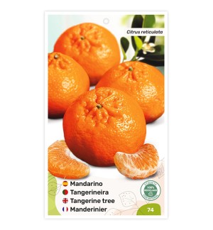 Mandarino Clementina