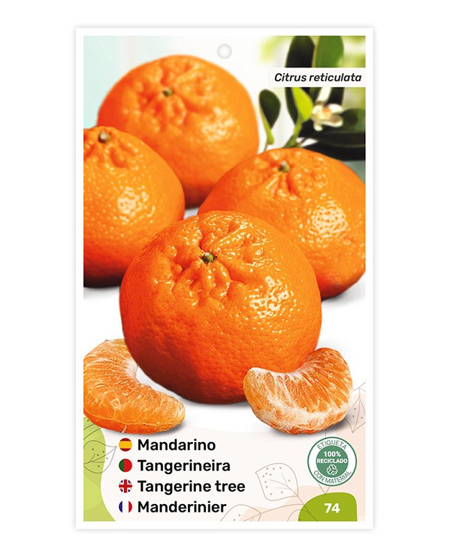 Mandarino Clementina