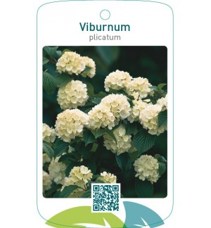 Viburnum plicatum