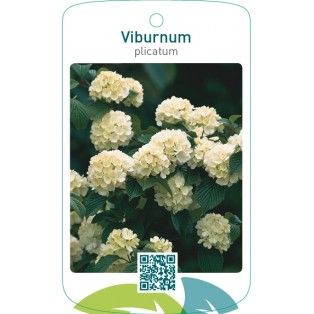 Viburnum plicatum