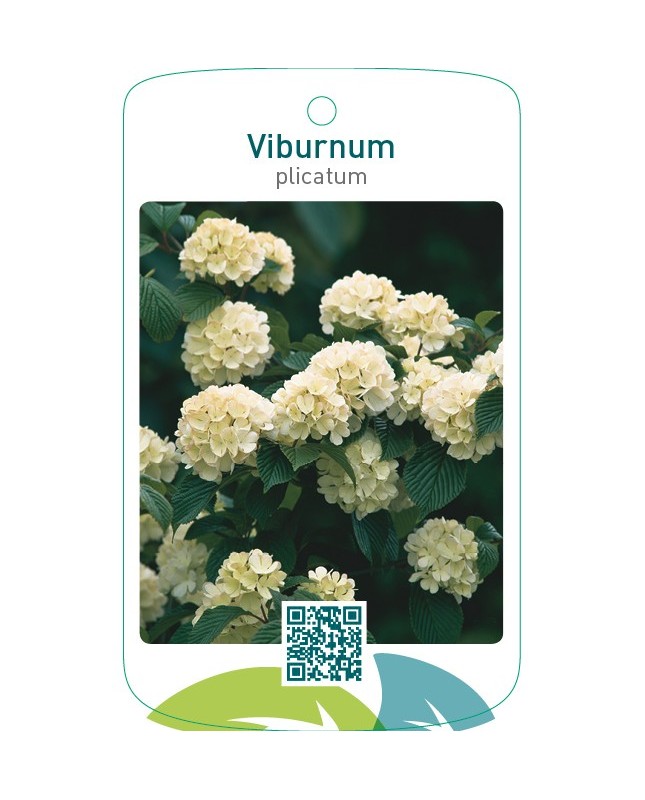 Viburnum plicatum