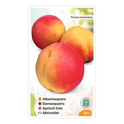 Albaricoquero Bicolor