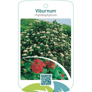 Viburnum rhytidophyllum