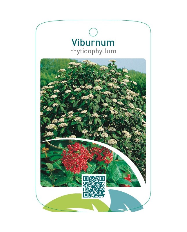 Viburnum rhytidophyllum