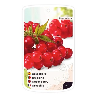 Grosellero (rojo)