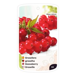 Grosellero (rojo)